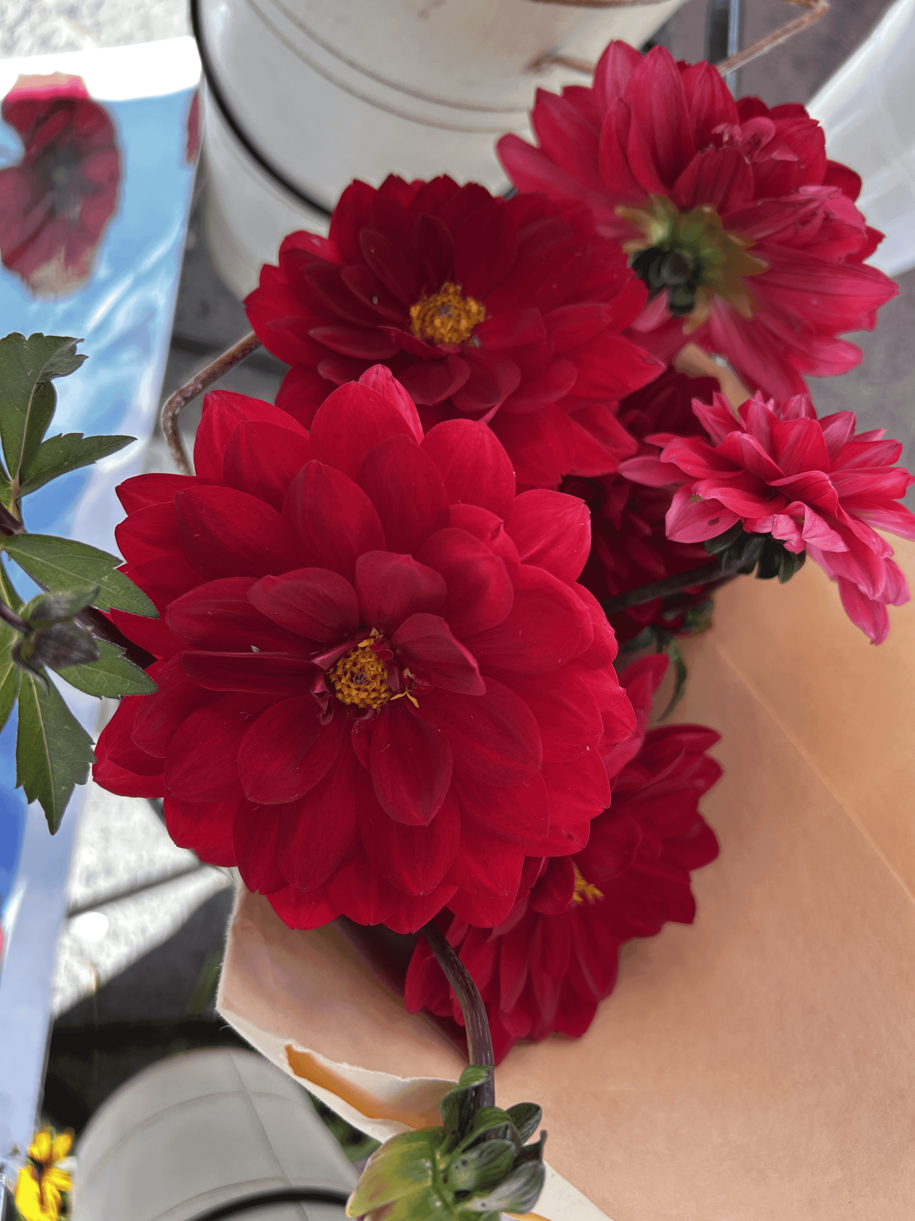 Dahlias