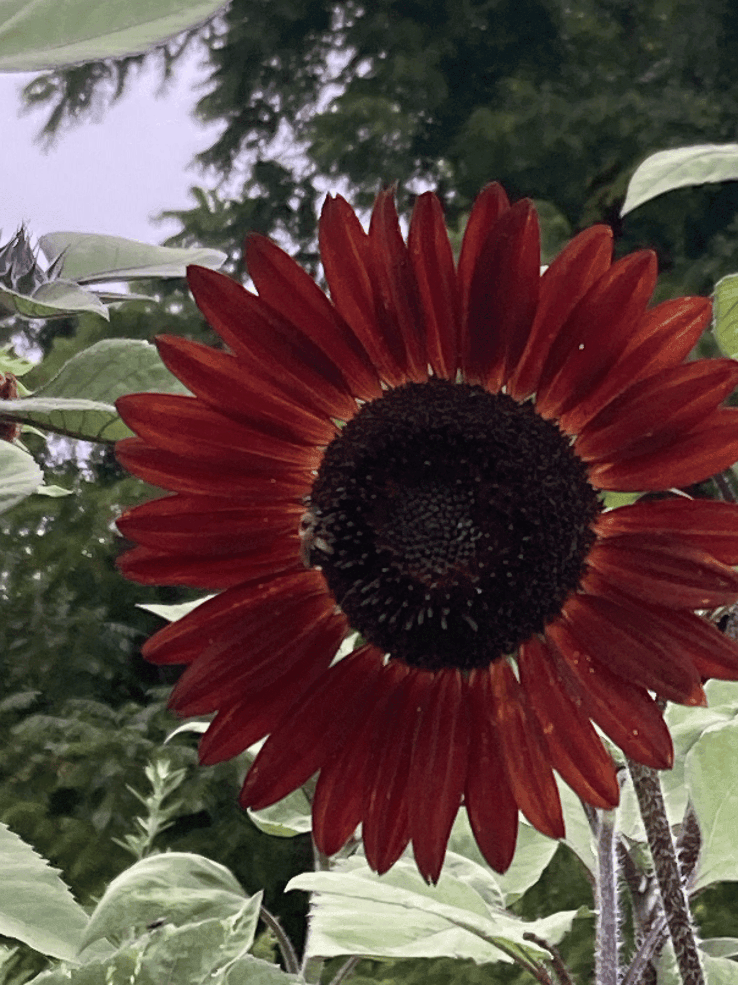 Sunflowers